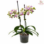 Mini Double Stems Phalaenopsis Orchid
