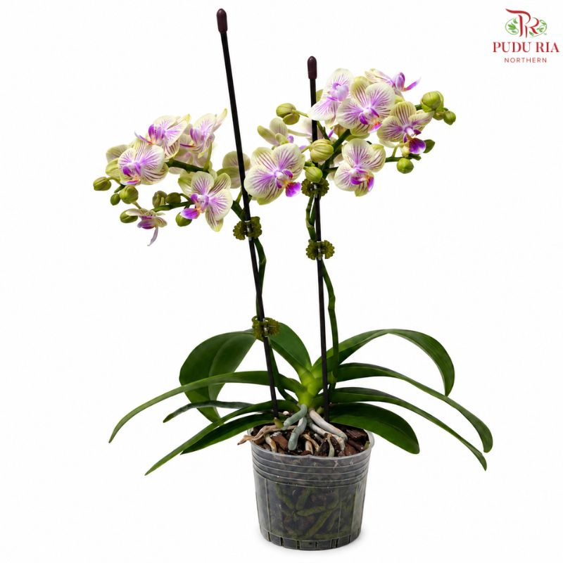 Mini Double Stems Phalaenopsis Orchid