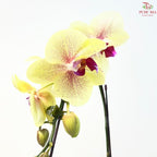Big Single Stem Phalaenopsis Orchid