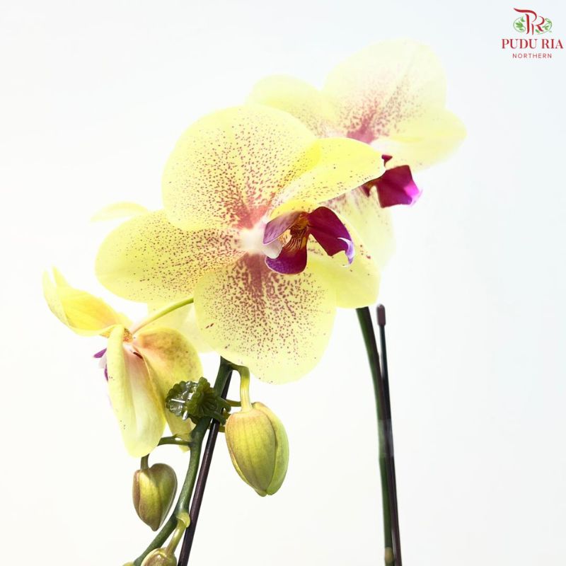 Big Single Stem Phalaenopsis Orchid