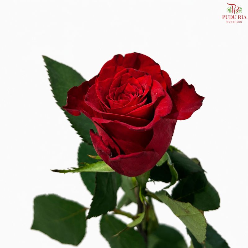 Rose 《玫瑰》