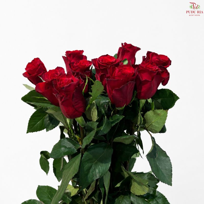 Rose 《玫瑰》