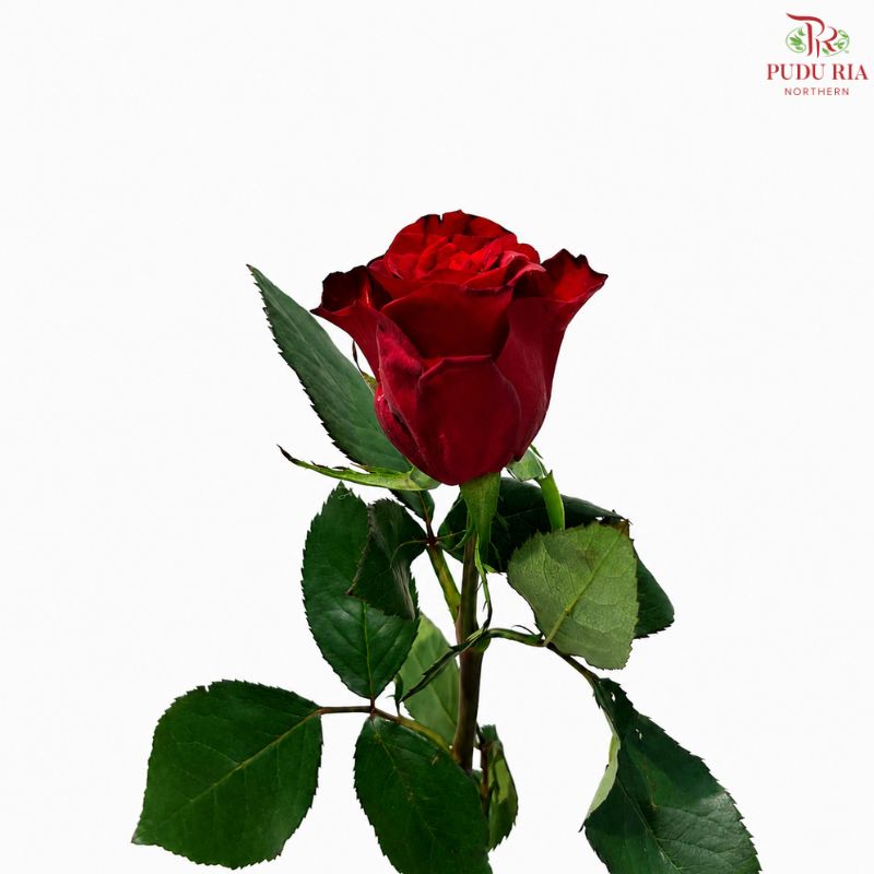 Rose 《玫瑰》