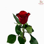 Rose 《玫瑰》