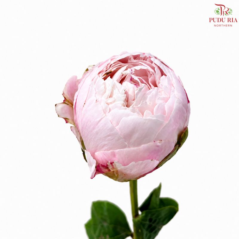 Peony 《牡丹》- Small / Medium Head