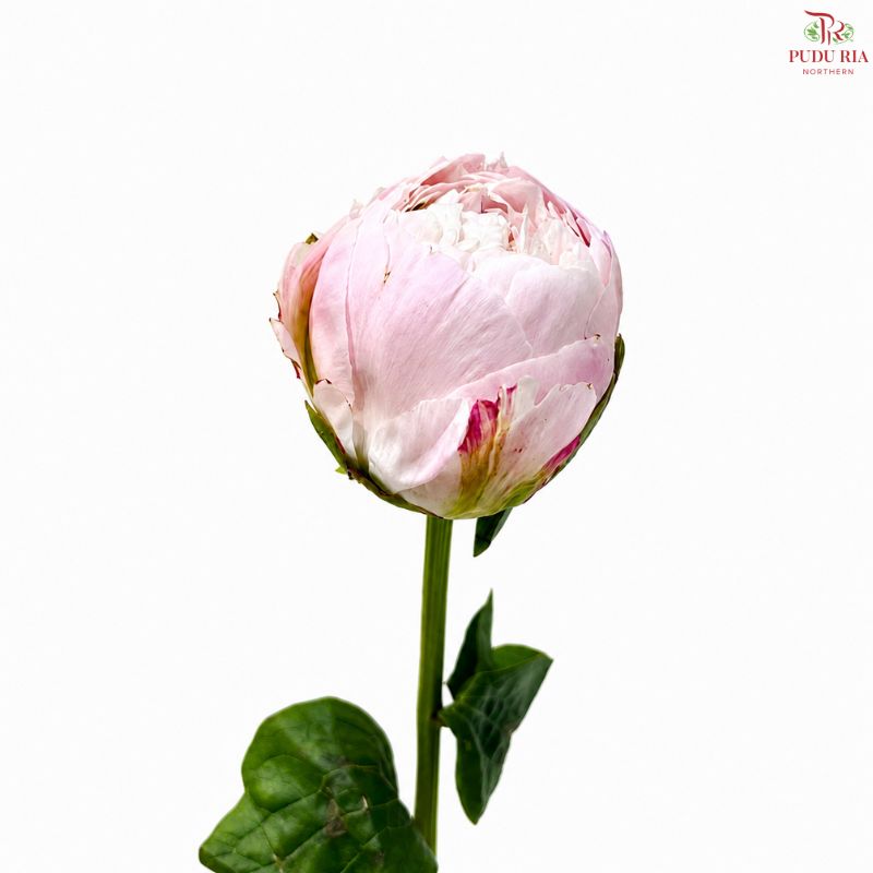 Peony 《牡丹》- Small / Medium Head