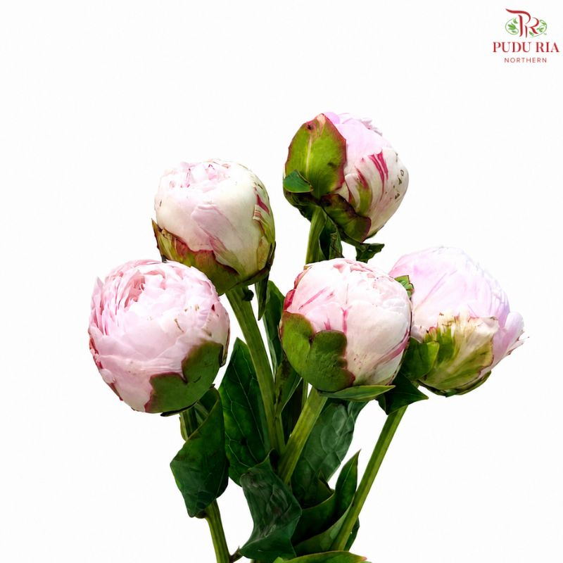 Peony 《牡丹》- Small / Medium Head