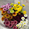 Sugar Rush Chrysanthemum (7Stems-Calimero,Santini)