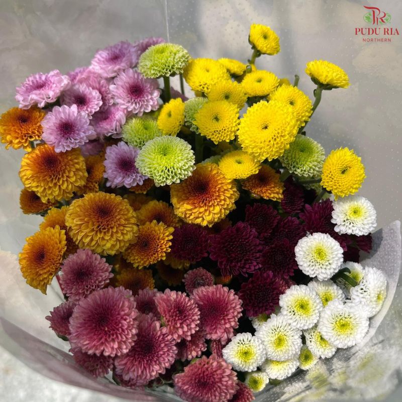 Sugar Rush Chrysanthemum (7Stems-Calimero,Santini)