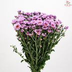 Chrysanthemum Pompom