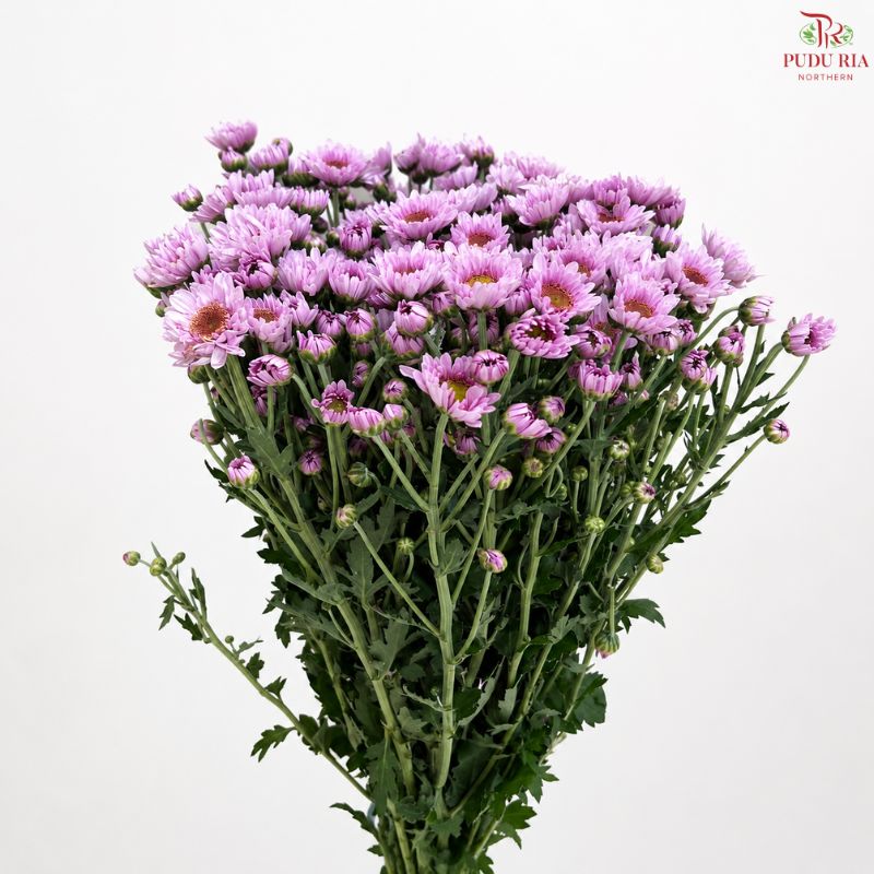 Chrysanthemum Pompom