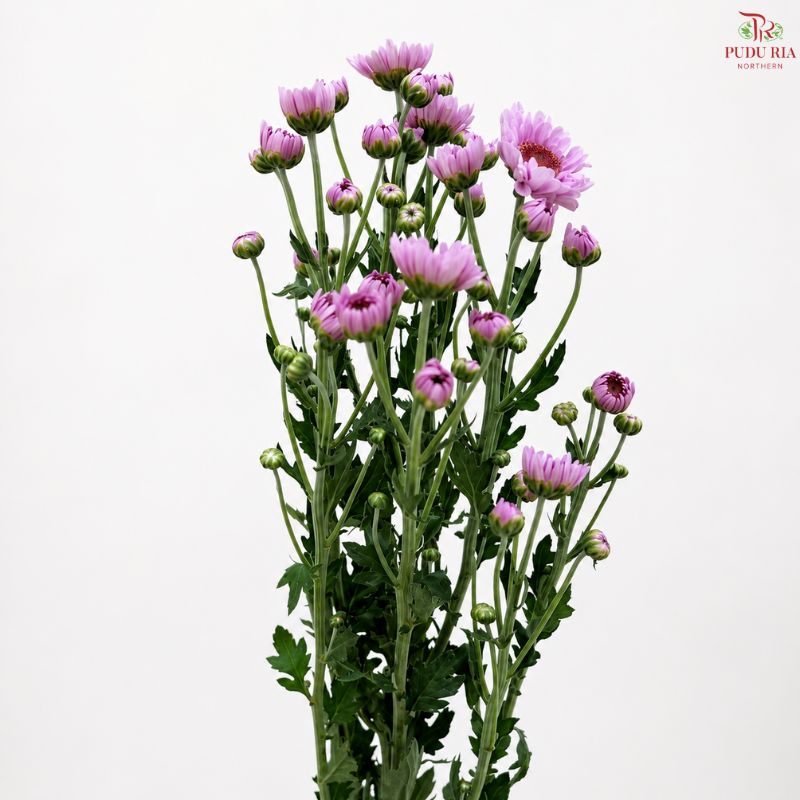 Chrysanthemum Pompom