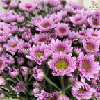 Chrysanthemum Pompom