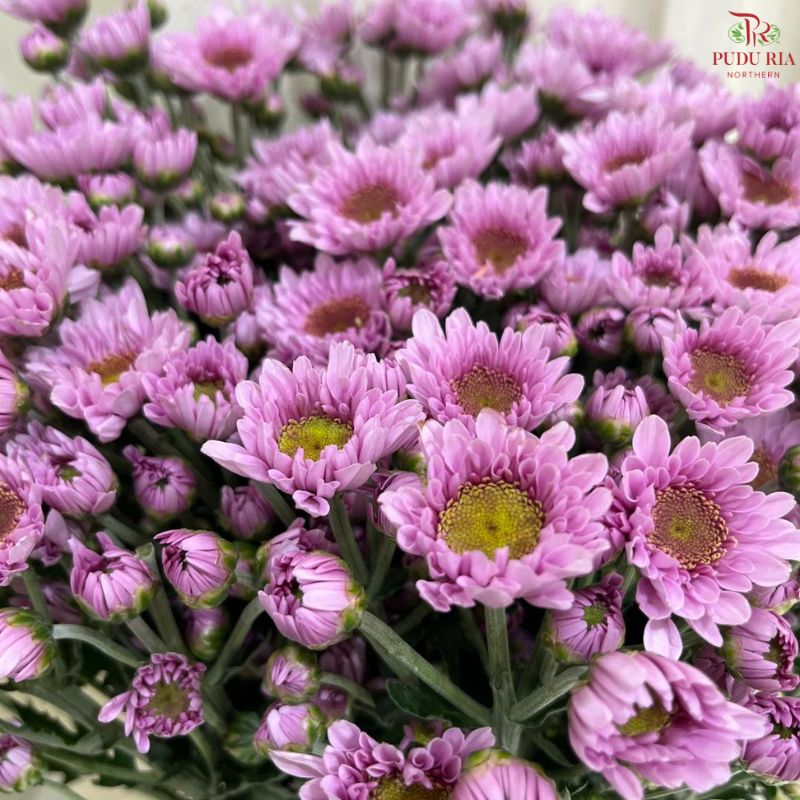 Chrysanthemum Pompom