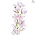 Cymbidium《兰花属》AAA