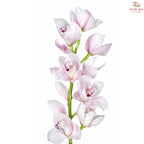 Cymbidium《兰花属》AAA