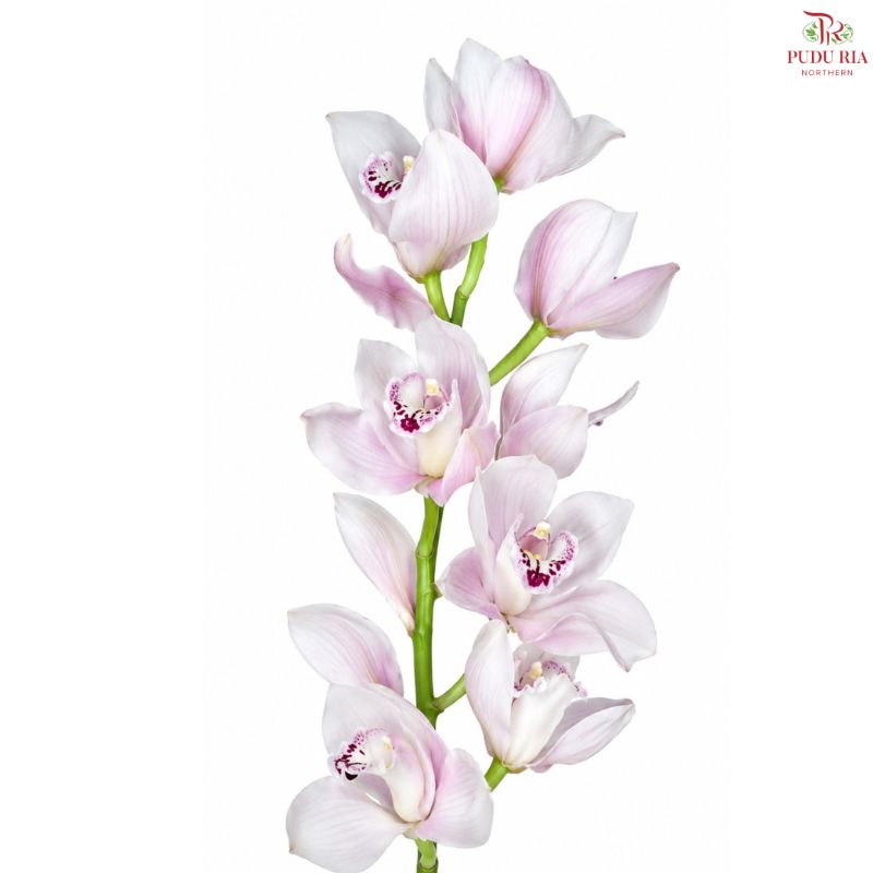 Cymbidium《兰花属》AAA