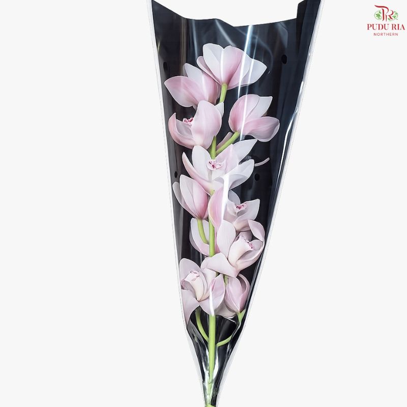 Cymbidium《兰花属》AAA