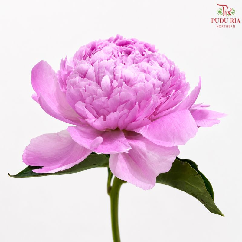 Peony 《牡丹》- Small / Medium Head