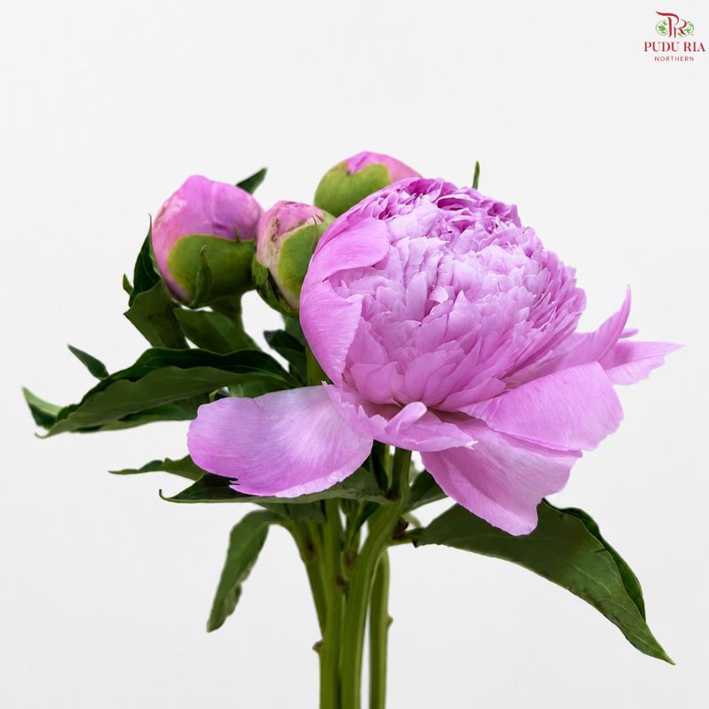 Peony 《牡丹》- Small / Medium Head