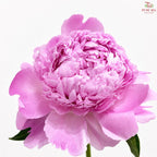 Peony 《牡丹》- Small / Medium Head