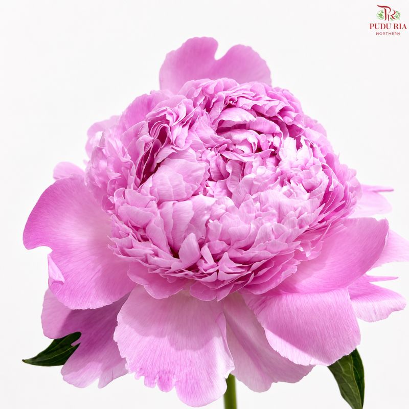 Peony 《牡丹》- Small / Medium Head