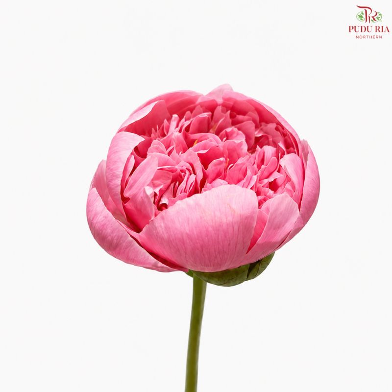 Peony 《牡丹》- Small / Medium Head