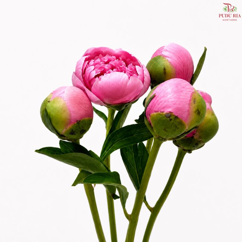 Peony 《牡丹》- Small / Medium Head