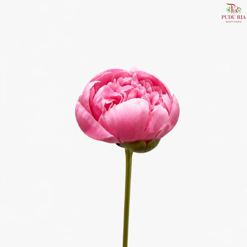 Peony 《牡丹》- Small / Medium Head