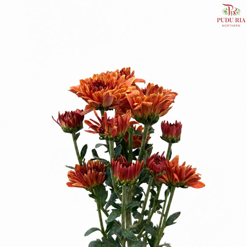 Chrysanthemum Pompom
