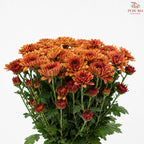 Chrysanthemum Pompom