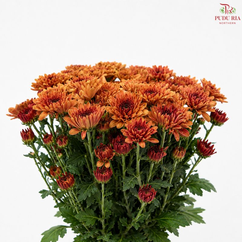 Chrysanthemum Pompom