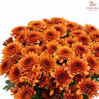 Chrysanthemum Pompom