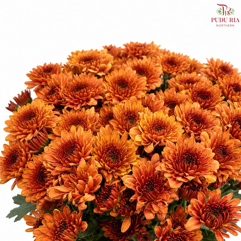 Chrysanthemum Pompom