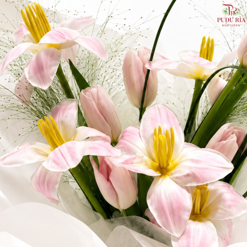 Blush Tulip