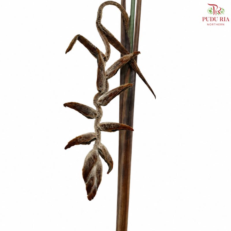 Heliconia She Kong