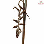 Heliconia She Kong