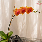 Big Single Stem Phalaenopsis Orchid (G.L.B.)