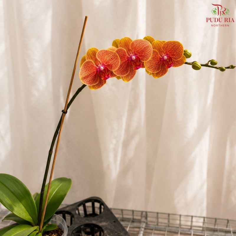 Big Single Stem Phalaenopsis Orchid (G.L.B.)