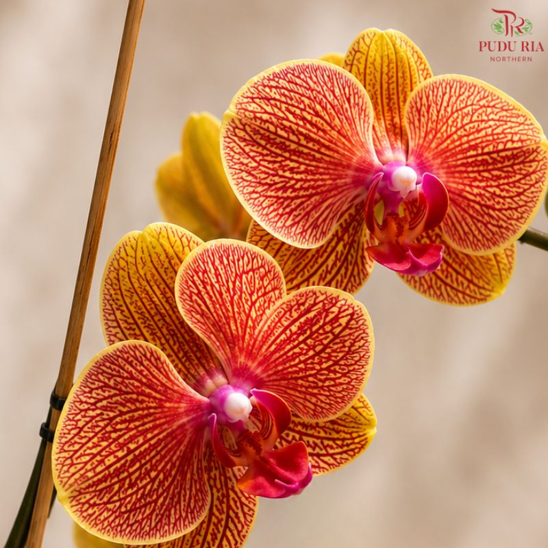 Big Single Stem Phalaenopsis Orchid (G.L.B.)
