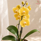 Big Single Stem Phalaenopsis Orchid (G.L.B.)