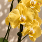Big Single Stem Phalaenopsis Orchid (G.L.B.)