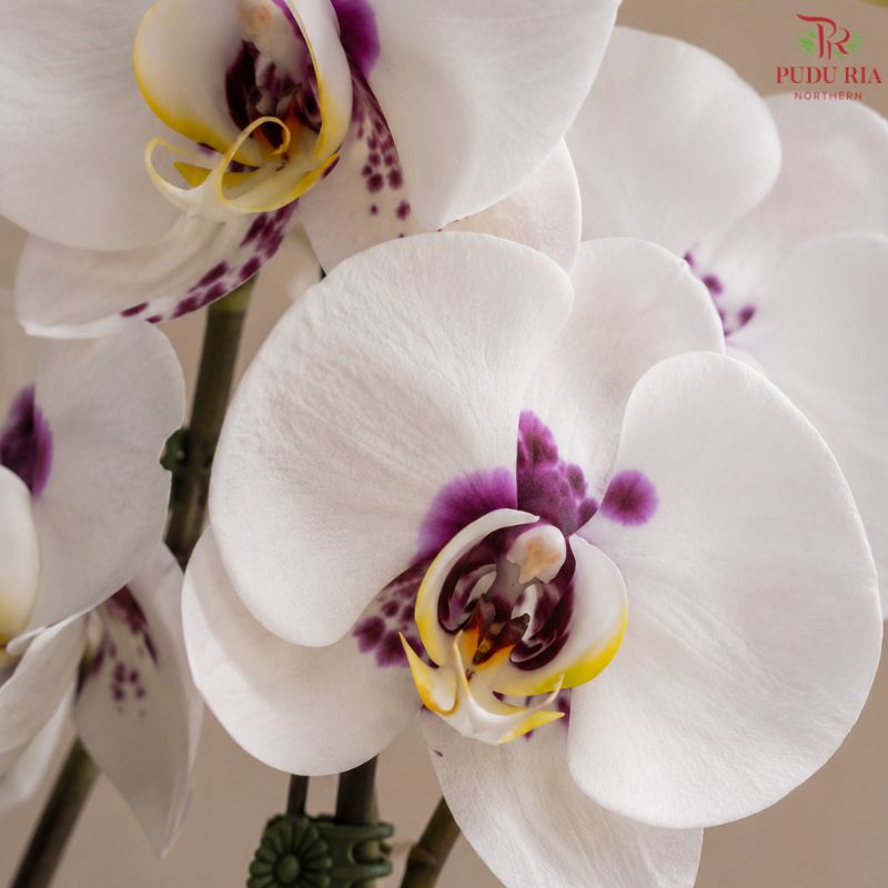 Big Single Stem Phalaenopsis Orchid (G.L.B.)