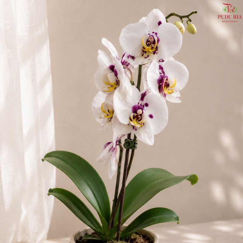 Big Single Stem Phalaenopsis Orchid (G.L.B.)