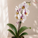 Big Single Stem Phalaenopsis Orchid (G.L.B.)