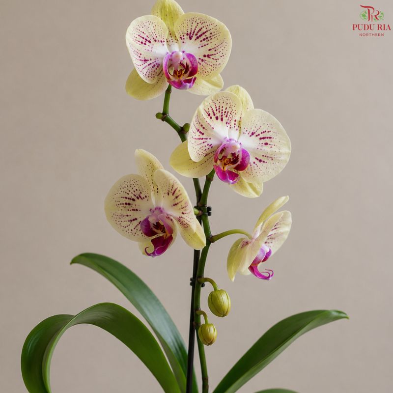 Big Single Stem Phalaenopsis Orchid (G.L.B.)