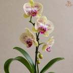 Big Single Stem Phalaenopsis Orchid (G.L.B.)