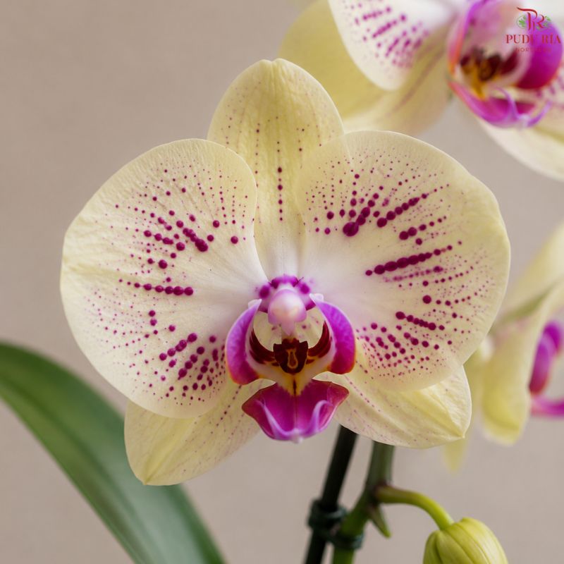 Big Single Stem Phalaenopsis Orchid (G.L.B.)
