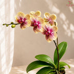 Big Single Stem Phalaenopsis Orchid (G.L.B.)