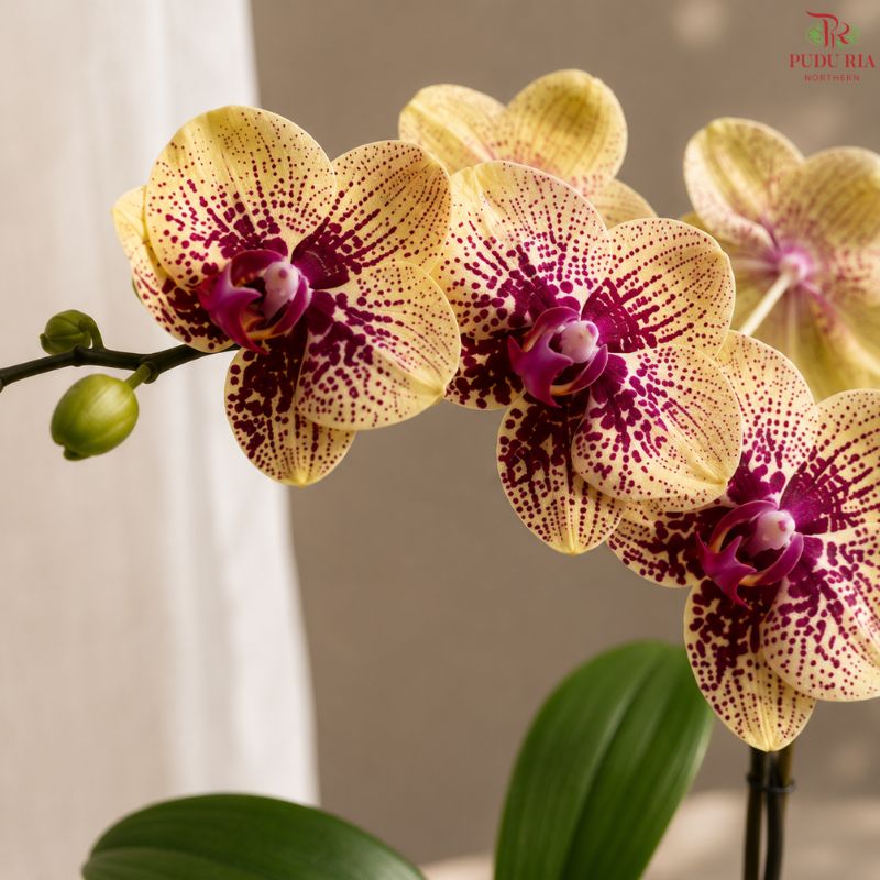 Big Single Stem Phalaenopsis Orchid (G.L.B.)